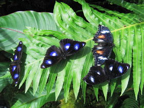 Varied Eggfly