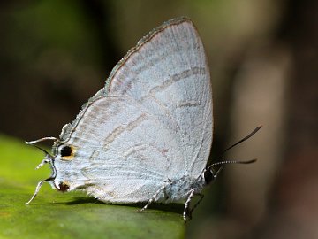 Black-spotted Flash