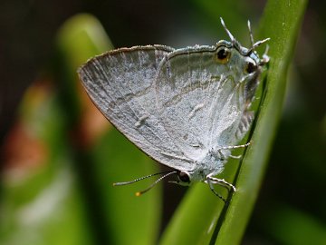 Black-spotted Flash