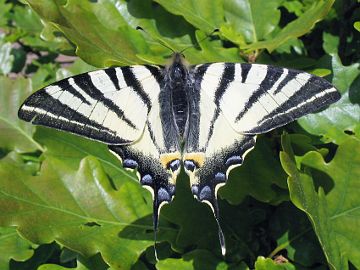 Iphiclides podalirius