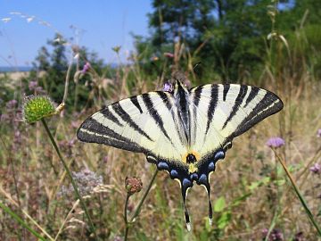 Iphiclides podalirius