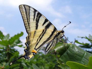 Iphiclides podalirius