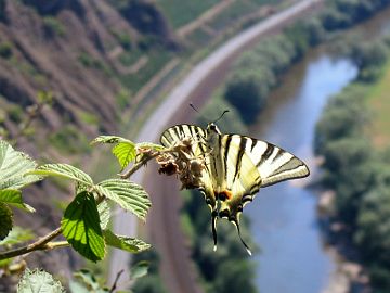 Iphiclides podalirius