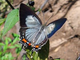 Imperial Hairstreak