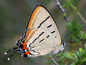 Imperial Hairstreak