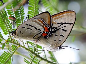 Imperial Hairstreak