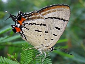 Imperial Hairstreak