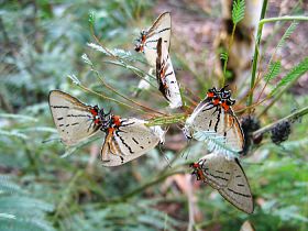 Imperial Hairstreak