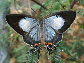 Imperial Hairstreak