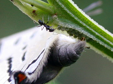 Imperial Hairstreak