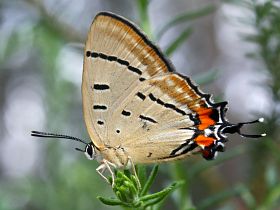 Imperial Hairstreak