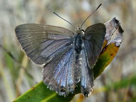 Varied Hairstreak