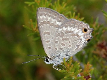 Varied Hairstreak