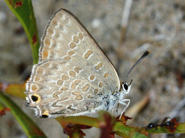 Varied Hairstreak