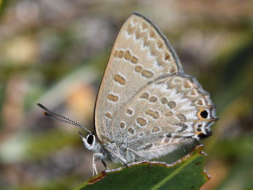 Varied Hairstreak