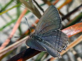 Varied Hairstreak