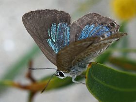 Varied Hairstreak