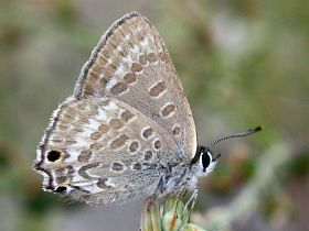 Varied Hairstreak