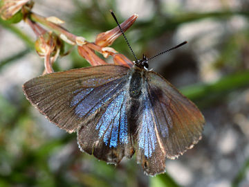 Varied Hairstreak