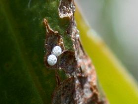 Varied Hairstreak