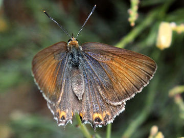 Varied Hairstreak