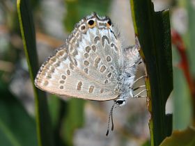 Varied Hairstreak