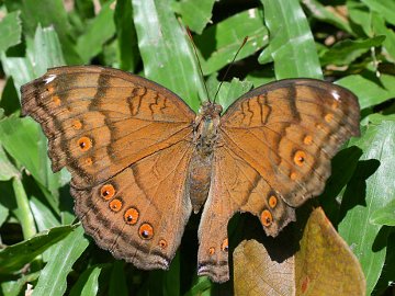 Chocolate Argus