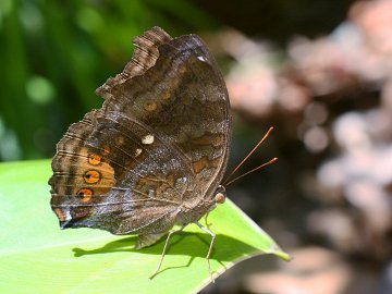 Chocolate Argus