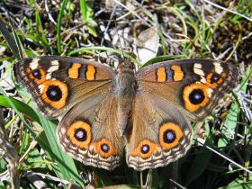 Meadow Argus