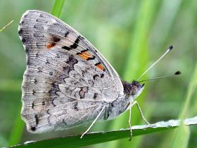 Meadow Argus