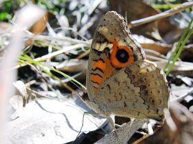 Meadow Argus