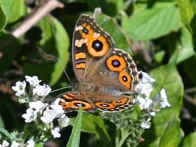 Meadow Argus