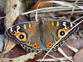 Meadow Argus