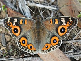 Meadow Argus