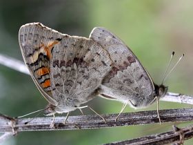 Meadow Argus