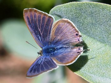 Long-tailed Pea Blue