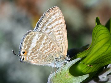 Long-tailed Pea Blue