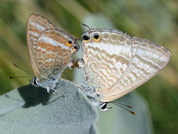 Long-tailed Pea Blue