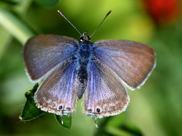 Long-tailed Pea Blue