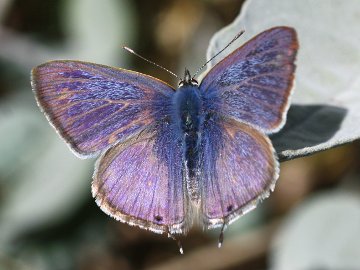 Long-tailed Pea Blue