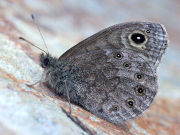 Lasiommata petropolitana