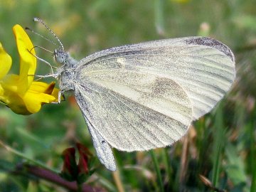 Leptidea sinapis