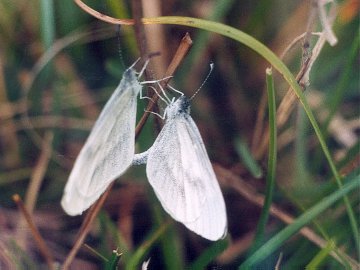 Leptidea sinapis