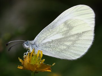 Leptidea sinapis