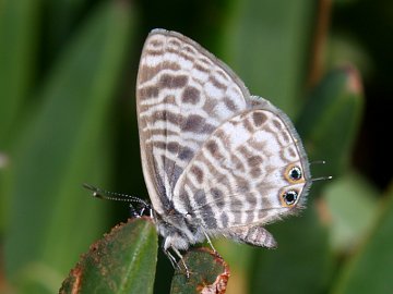 Leptotes pirithous