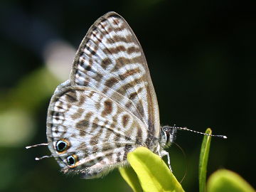 Leptotes pirithous