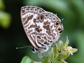 Plumbago Blue