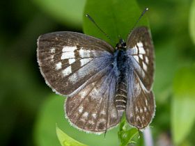 Plumbago Blue