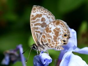 Plumbago Blue