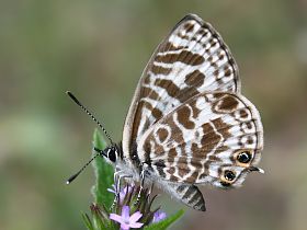 Plumbago Blue